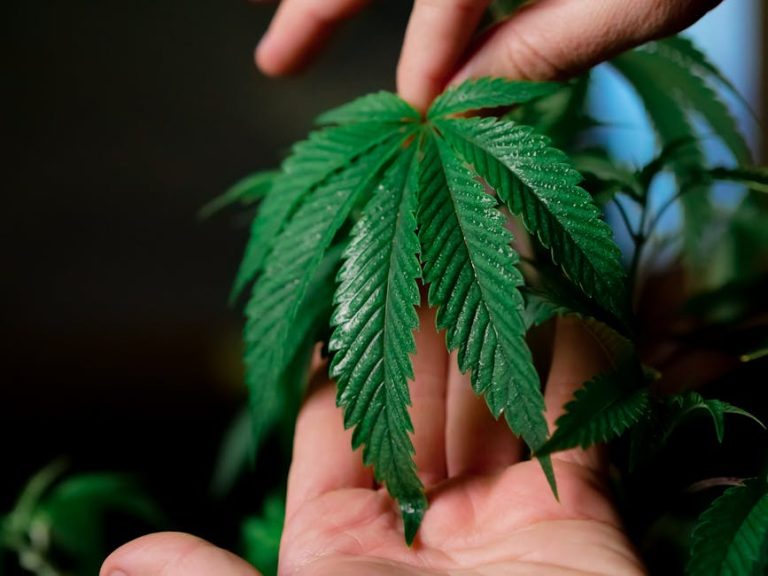 Особенности автоцветущих семян каннабиса и их преимущества