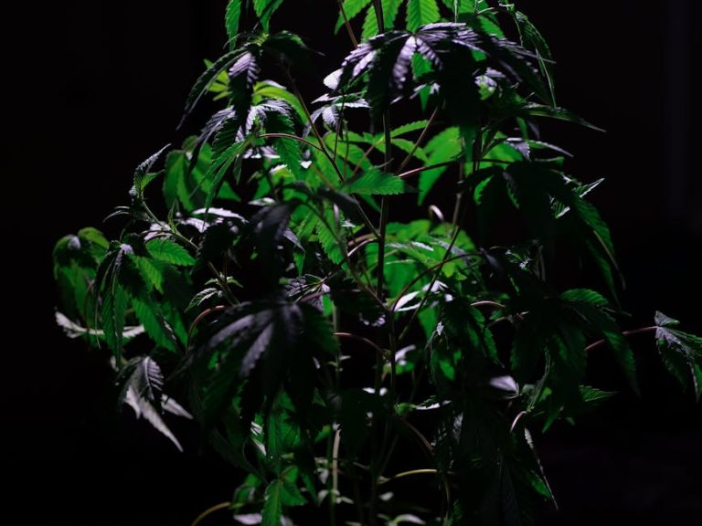 Семена конопли полезные свойства и включение в рацион