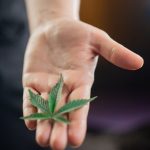 Выращивание семян марихуаны с помощью гидропоники преимущества и недостатки метода image_163.jpg