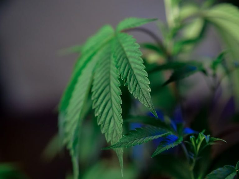 Семена конопли Shark Attack feminised от Dinafem Seeds