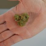 Где купить семена конопли для масла в России image_201.jpg