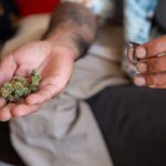 Выращивание конопли в Крыму: правовые аспекты и перспективы развития image_242.jpg