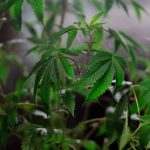 Покупка семян конопли: нюансы и рекомендации image_265.jpg