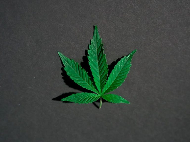 Семена конопли Auto Vip MIX feminised от компании VIP Seeds