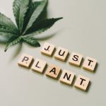 Семена конопли Pointer feminised от RuSeeds image_316.jpg