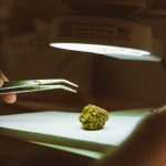 Семена конопли Auto Emba feminised от Bang Seeds image_326.jpg