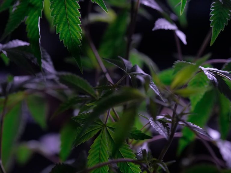 Семена конопли как эффективная приманка для рыбалки