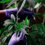 Сид банки и их роль в сохранении и распространении семян конопли image_401.jpg