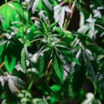 Продажа семян марихуаны обзор рынка и законодательства image_405.jpg