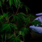 Приобретение семян марихуаны в Москве с доставкой курьером image_429.jpg