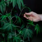 Отправка семян конопли почтой image_479.jpg