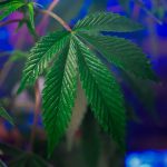 Семена конопли AK-48 feminised от Nirvana Seeds image_485.jpg