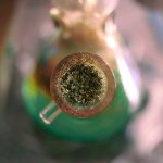 Выращивание рассады конопли из семян image_516.jpg