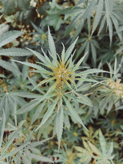 Семена конопли Auto Caiera feminised от GanjaVIP Seeds