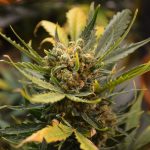 Покупка семян конопли с доставкой курьером преимущества и особенности выращивания image_552.jpg