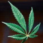 Запрет на продажу семян конопли в России и реакция общества image_559.jpg