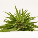 Семена конопли Galaxy feminised от Pyramid Seeds images101.jpg