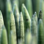 Урбеч из семян конопли полезные свойства и противопоказания images104.jpg