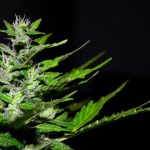 Сорт конопли Anesthesia от Pyramid Seeds: характеристики и особенности выращивания images11.jpg