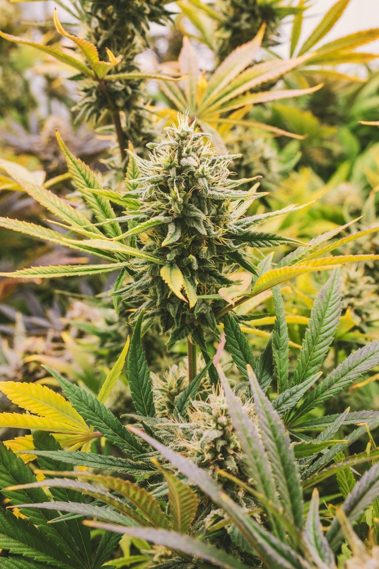 Семена конопли G13 Haze feminised от Barneys Farm