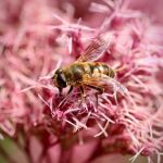 Семена конопли Royal AK feminised от Royal Queen images137.jpg