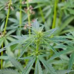 Семена конопли из Голландии: преимущества и особенности покупки images14.jpg