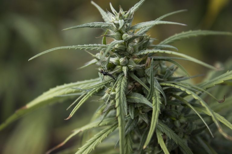 Семена конопли Martian Mean Green feminised от DNA Genetics