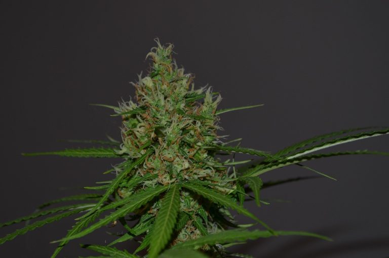Семена конопли Bubba Kush feminised от Dinafem Seeds