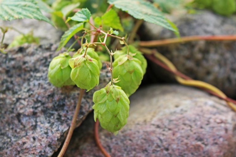 Преимущества и применение семян конопли