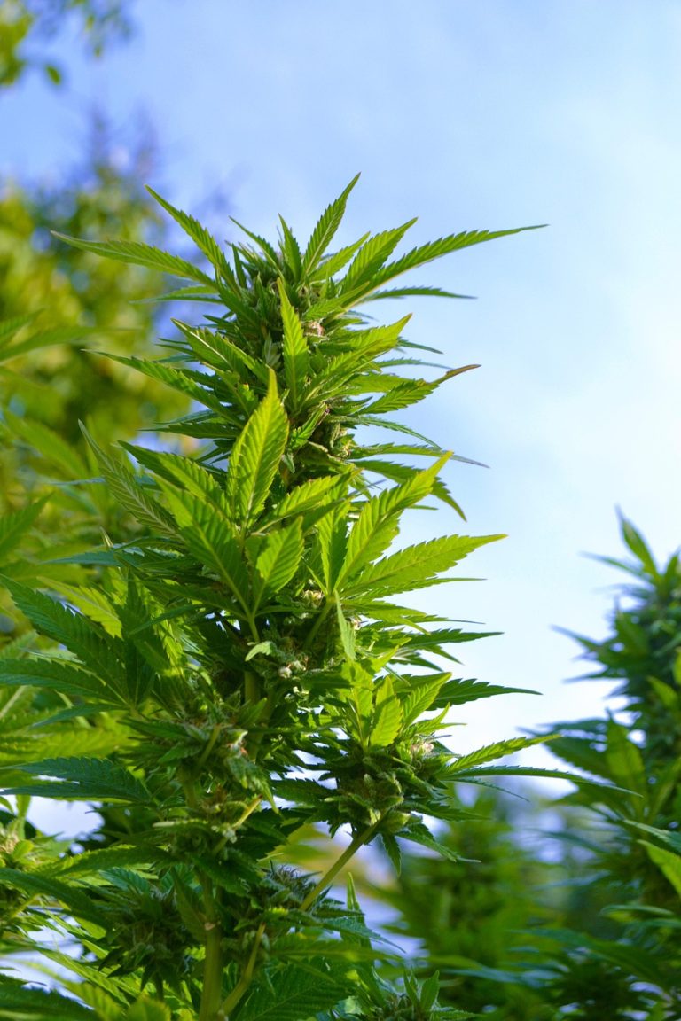 Семена конопли Himalaya Blue Diesel feminised от компании Ganja Seeds