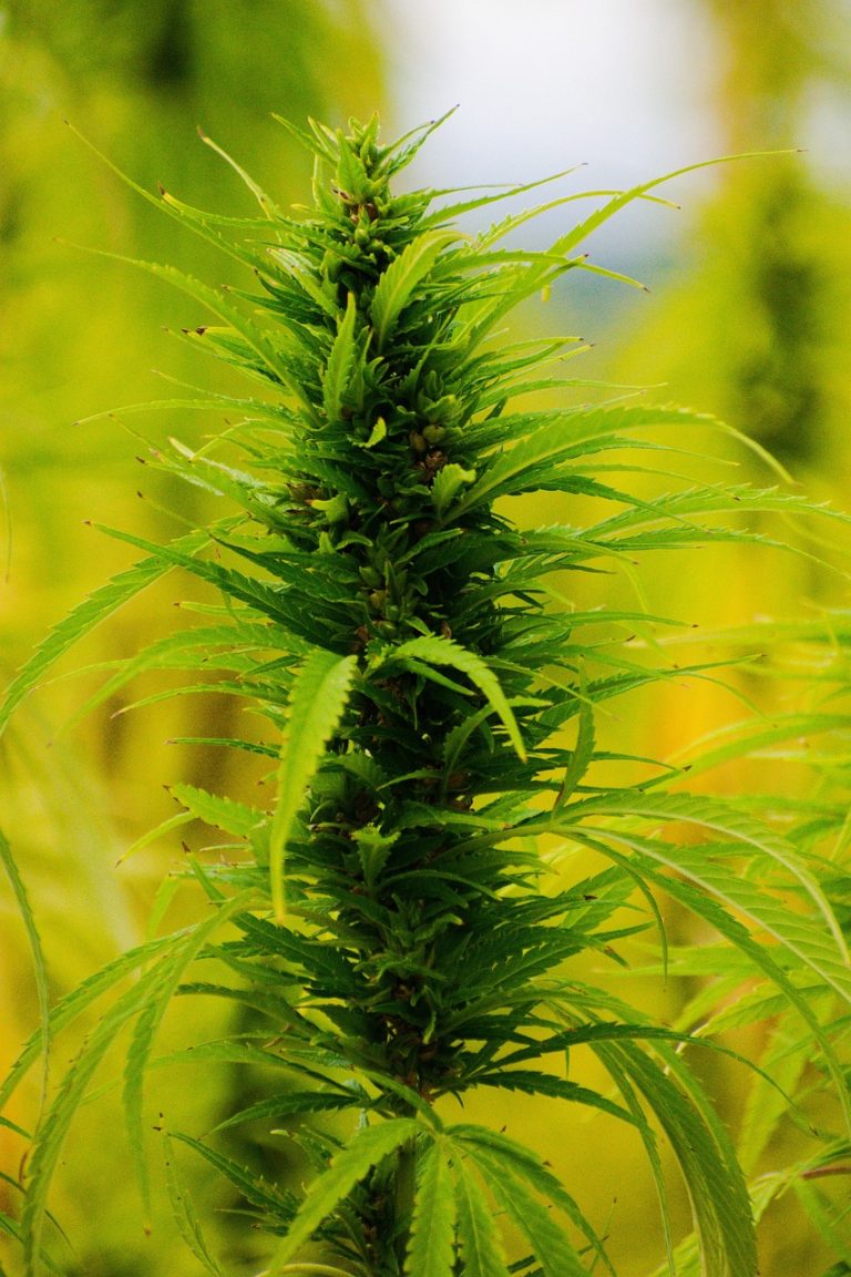 Как купить семена конопли с доставкой