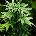 Семена конопли White Kush feminised от Advanced Seeds images194.jpg