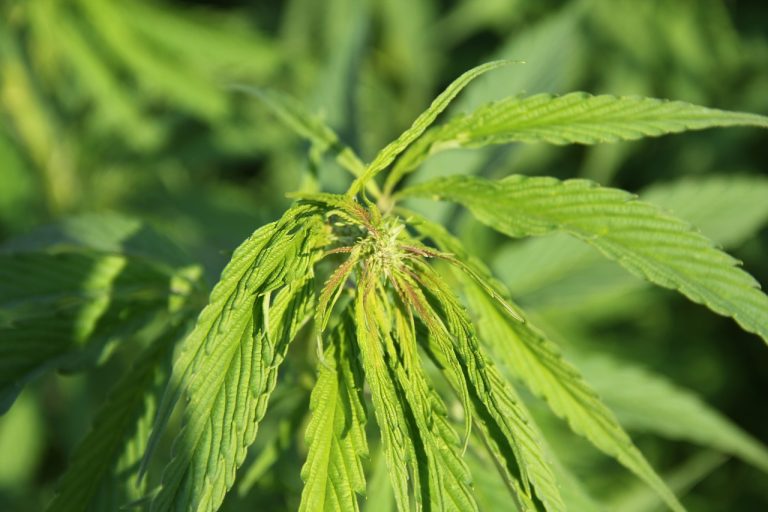 Преимущества и методы культивирования марихуаны без семян