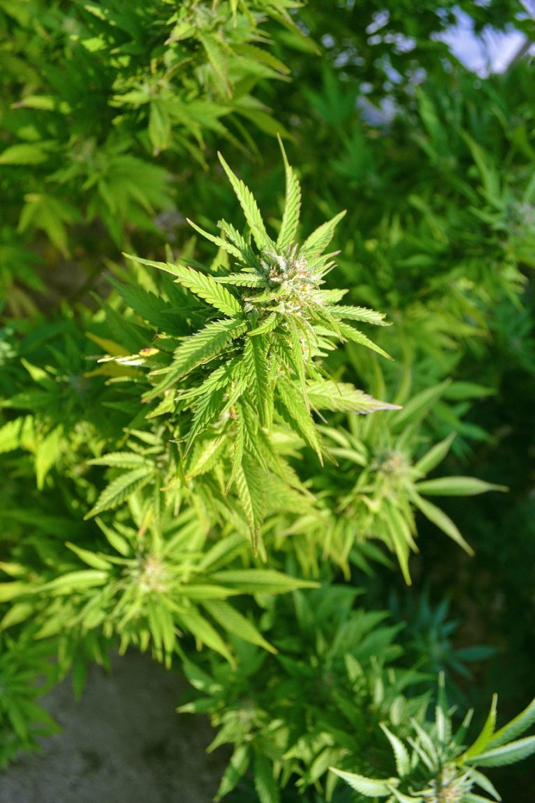 Семена конопли 30st Anniversary Mix feminised от Dutch Passion Seeds