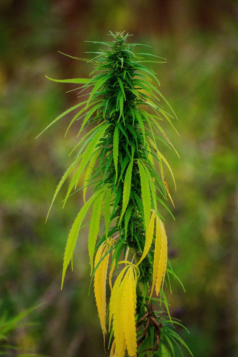 Последствия употребления семян конопли для достижения психоактивного эффекта