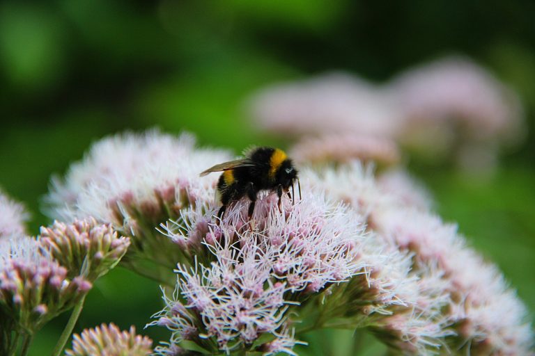 Конопляные семена и их полезные свойства