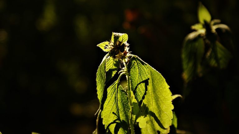 Где достать семена марихуаны