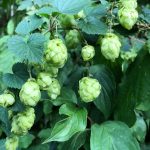 Покупка и выращивание семян конопли Авто images287.jpg