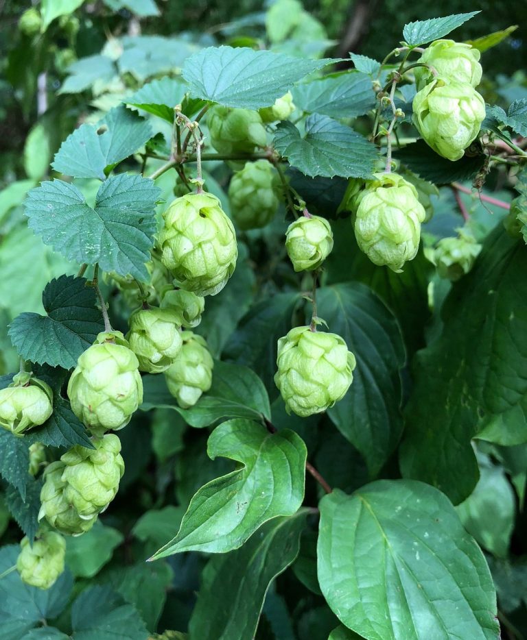 Покупка и выращивание семян конопли Авто