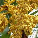 Семена конопли Auto Galaxy regular от Ganja Seeds images291.jpg