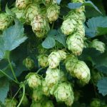 Семена конопли в Украине: перспективы и возможности экспорта images295.jpg