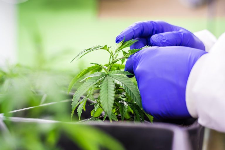 Конопляные семена полезные свойства и отзывы