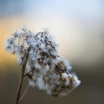 Семена конопли Auto Orange feminised от Ganja Seeds images306.jpg