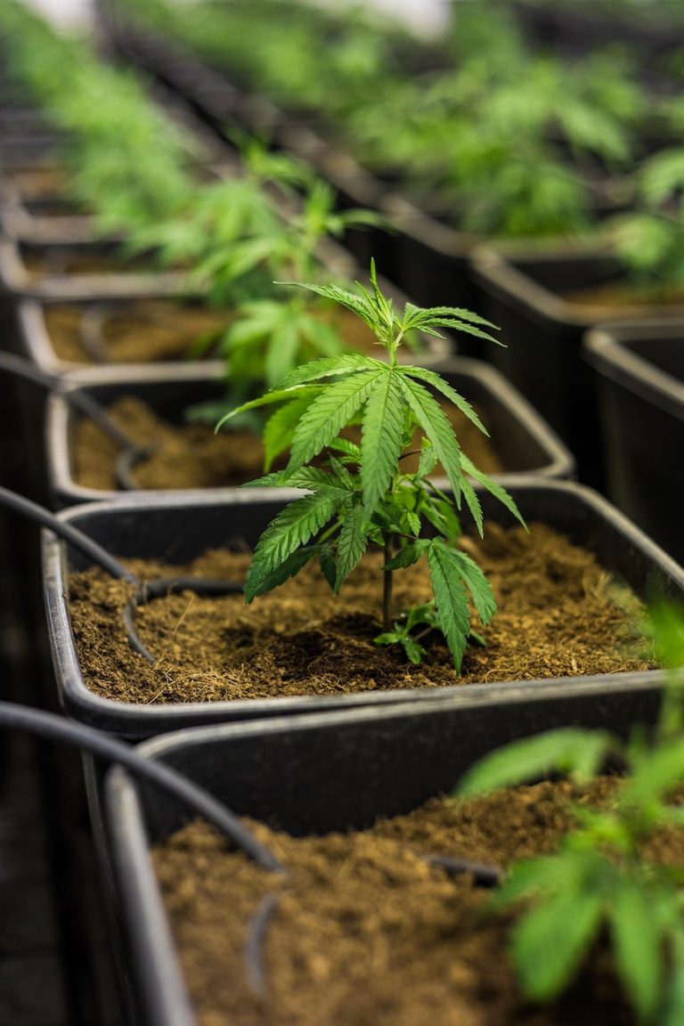 Конопляные Семена Полезные Свойства и Применение