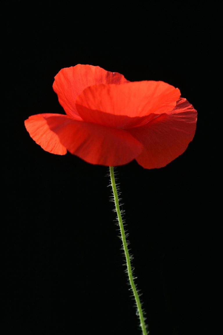 Вымачивание семян конопли для улучшения питательной ценности и усвояемости