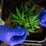 Строение и применение семян конопли images319.jpg