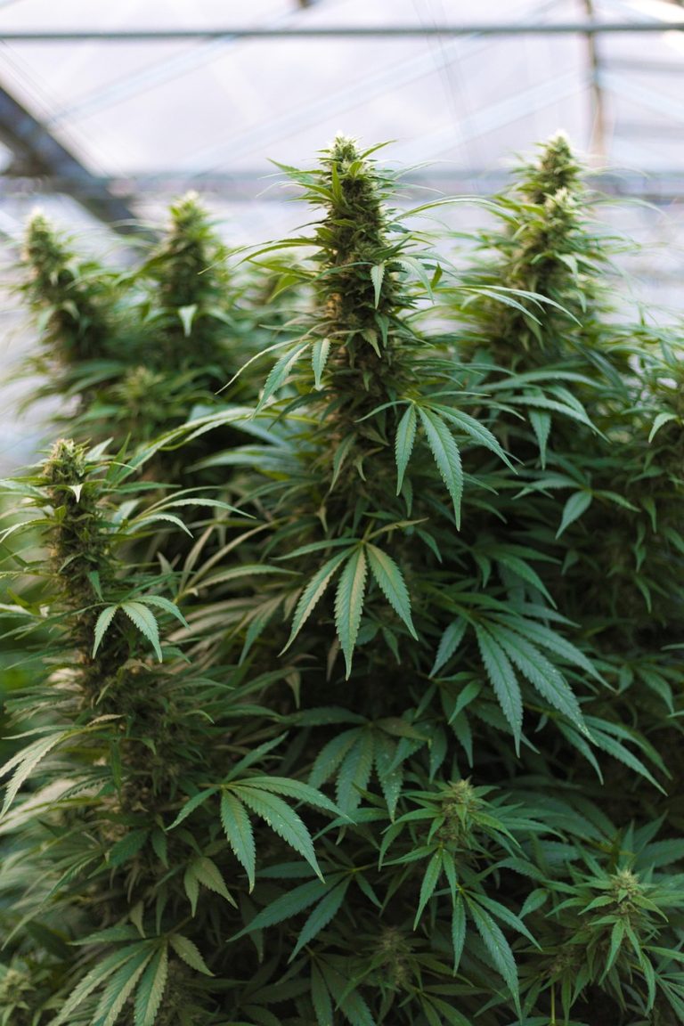 Покупка семян марихуаны по низким ценам и их культивирование