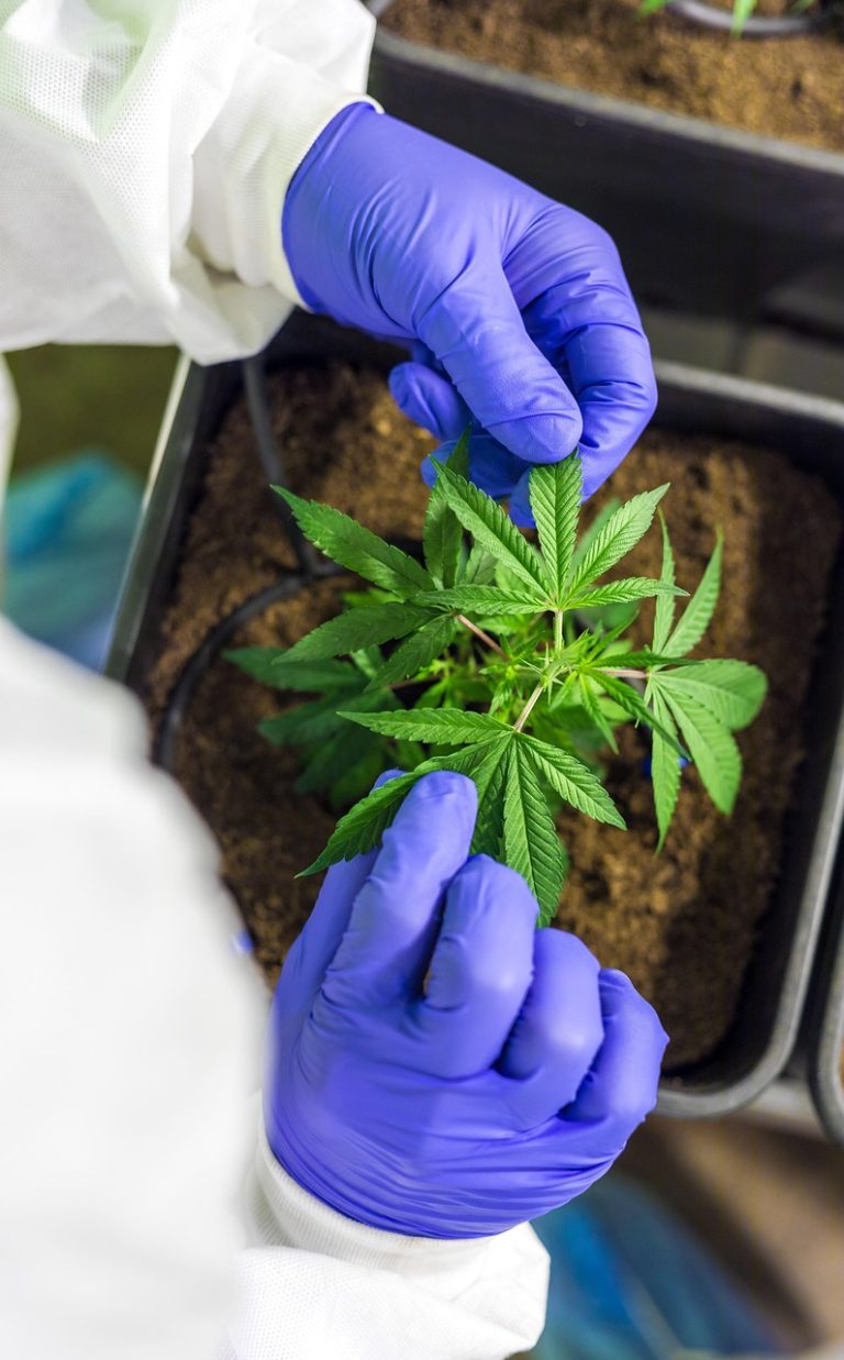 Семена конопли полезные свойства и применение