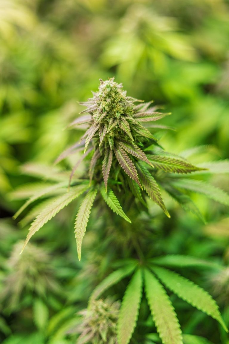 Культивирование семян марихуаны в Нидерландах