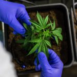 Семена конопли Special Queen 1 feminised от Royal Queen Seeds images339.jpg